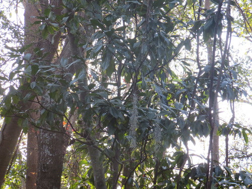 Immergrüne Magnolie — Bild 5