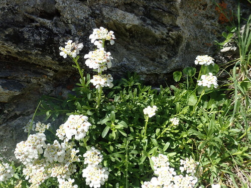 Immergruene Schleifenblume — Bild 5