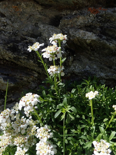 Immergruene Schleifenblume — Bild 4
