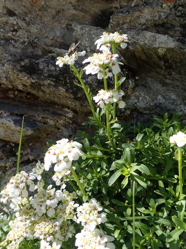 Immergruene Schleifenblume — Bild 3