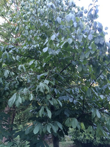 Indianerbanane — Bild 1