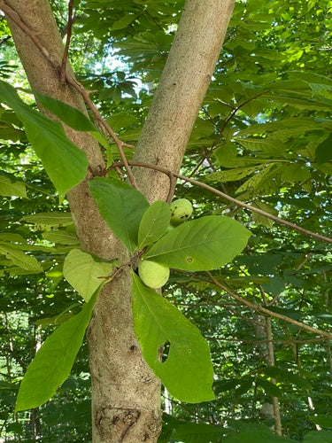 Indianerbanane — Bild 2