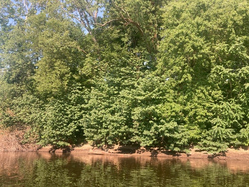 Indianerbanane — Bild 5