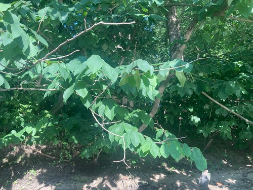 Indianerbanane — Bild 4