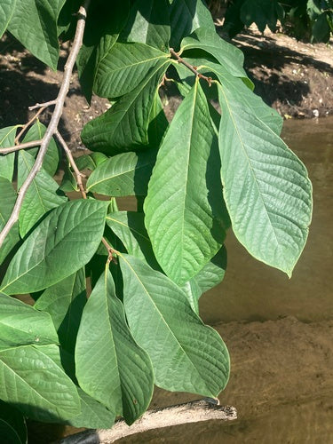 Indianerbanane — Bild 3