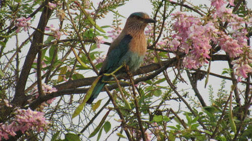 Indische Blauracke — Bild 4 von 8