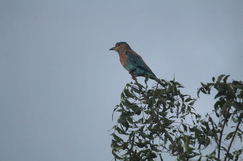 Indische Blauracke — Bild 3 von 8
