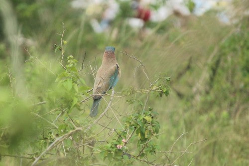 Indische Blauracke — Bild 5 von 8