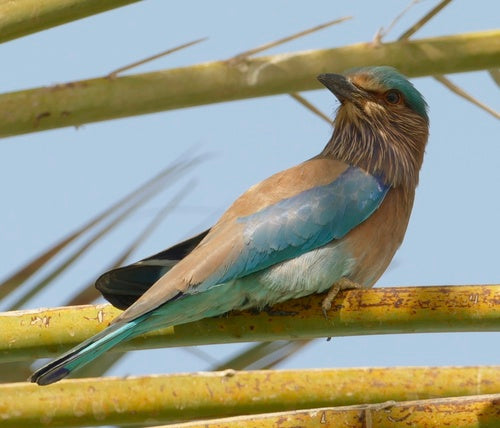 Indische Blauracke — Bild 2 von 8