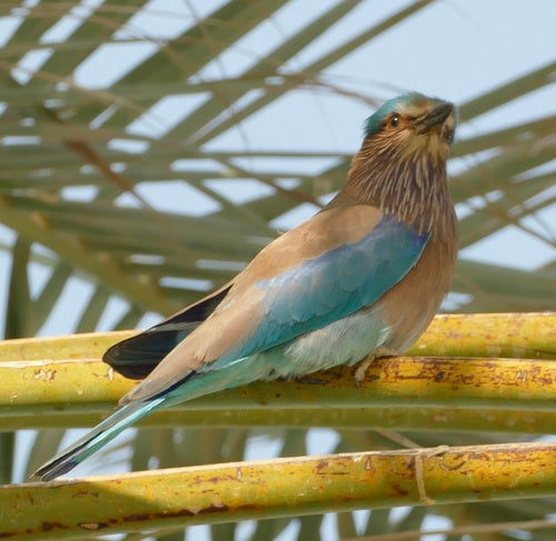 Indische Blauracke — Bild 1 von 8