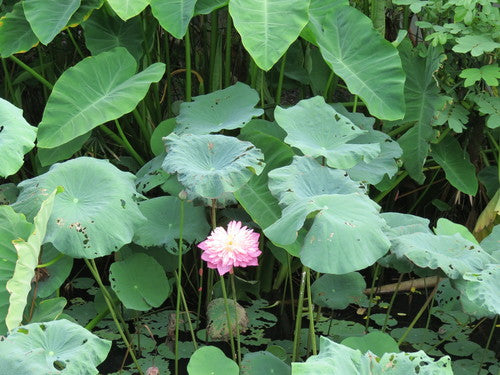 Indische Lotosblume — Bild 2 von 9
