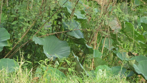 Indische Lotosblume — Bild 4 von 9