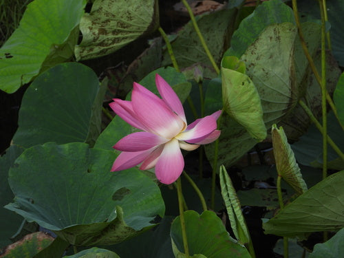 Indische Lotosblume — Bild 3 von 9