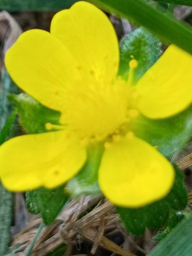 Indische Scheinerdbeere — Bild 4