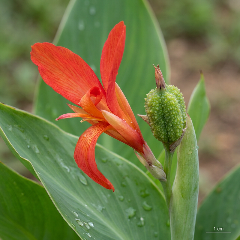 Indisches Blumenrohr