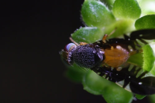 Insekten — Bild 5