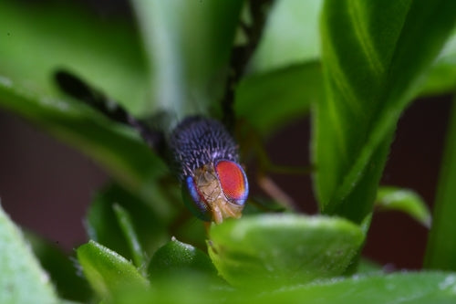 Insekten — Bild 4