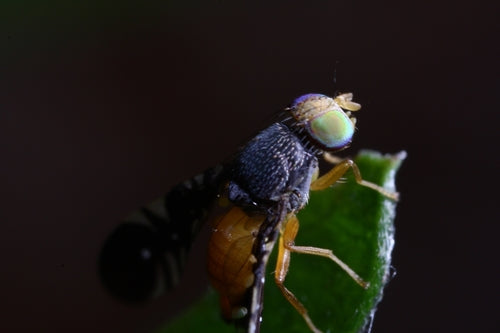 Insekten — Bild 3
