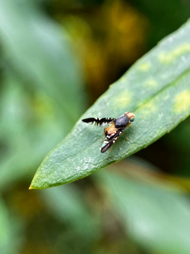 Insekten — Bild 2