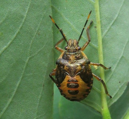 Insekten — Bild 1