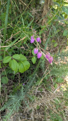 Irische Glockenheide — Bild 5