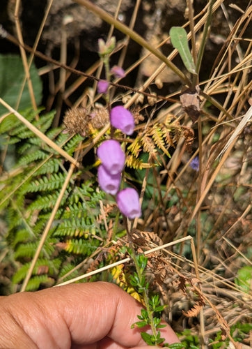 Irische Glockenheide — Bild 3