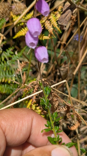Irische Glockenheide — Bild 2