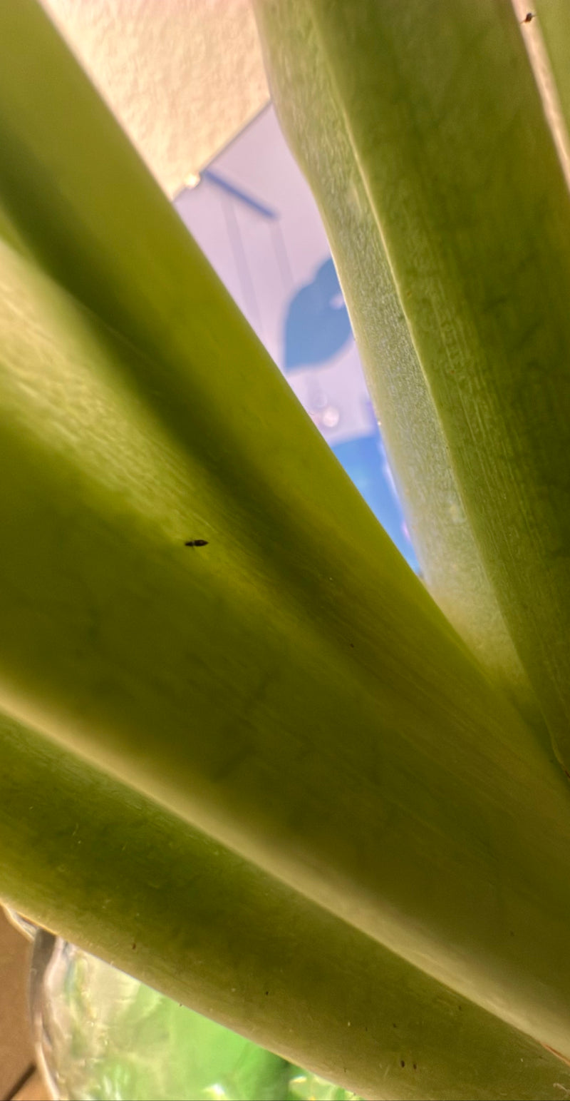 Western Flower Thrips — Bild 2