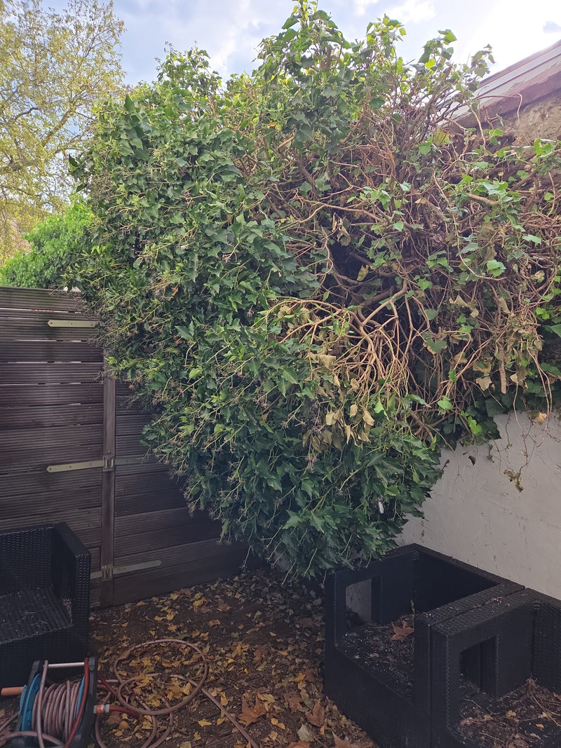 Efeu — Bild 4