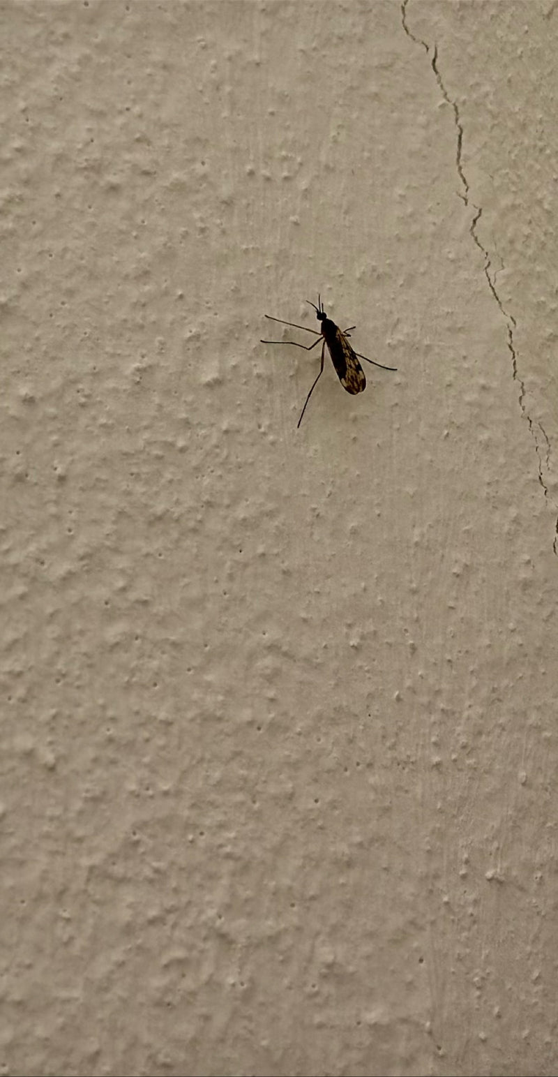 Gemeine Fenstermücke — Bild 3
