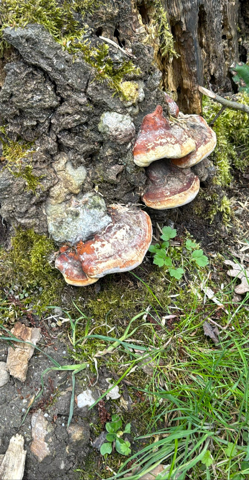 Rotrandiger Baumschwamm — Bild 1