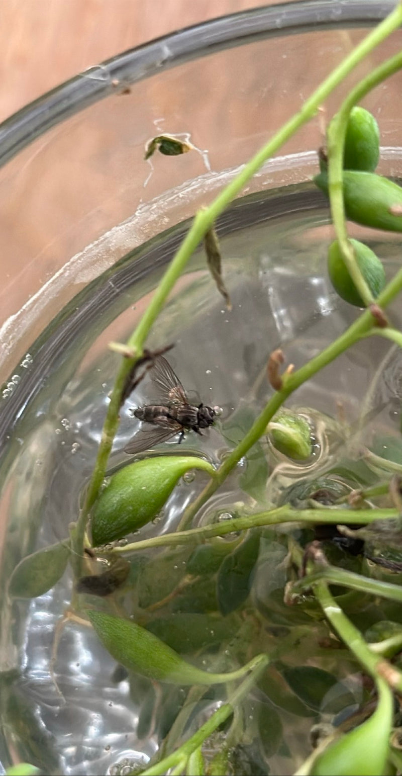 Gemeine Fleischfliege — Bild 1