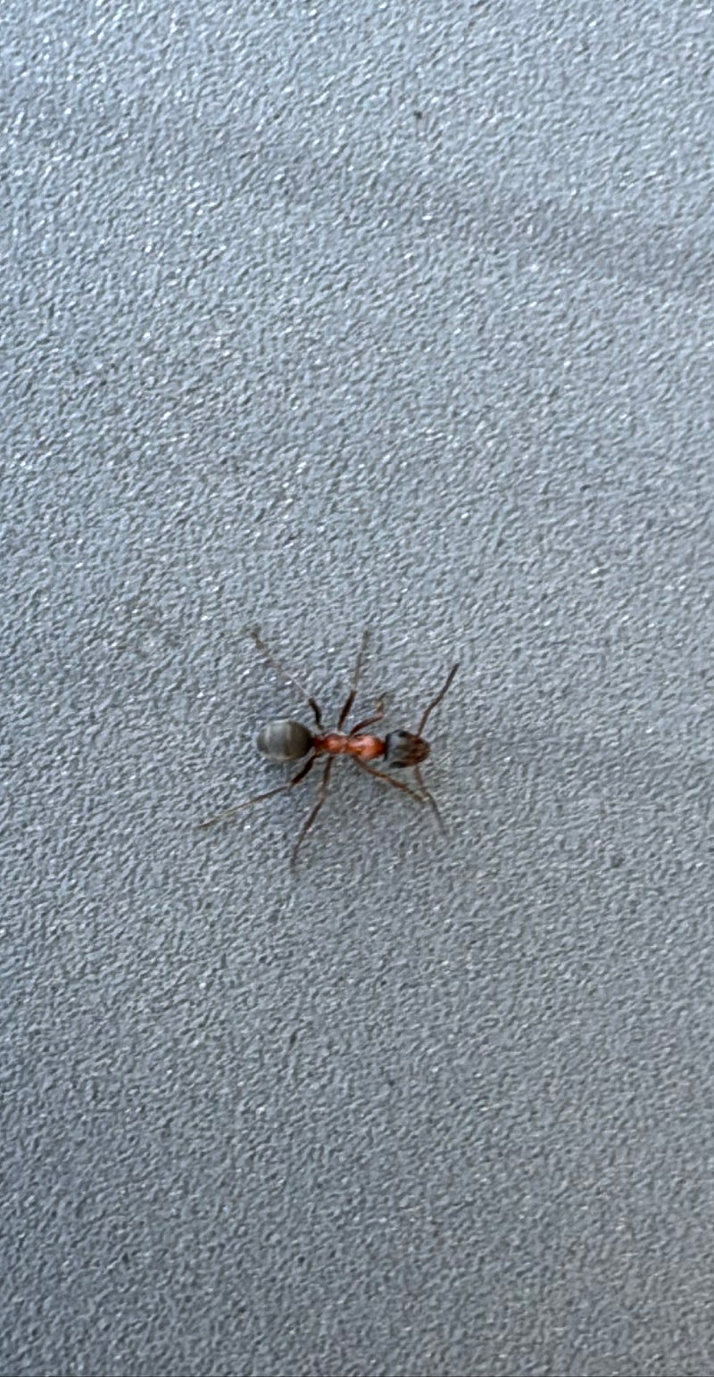 Zweifarbige Wegameise — Bild 1