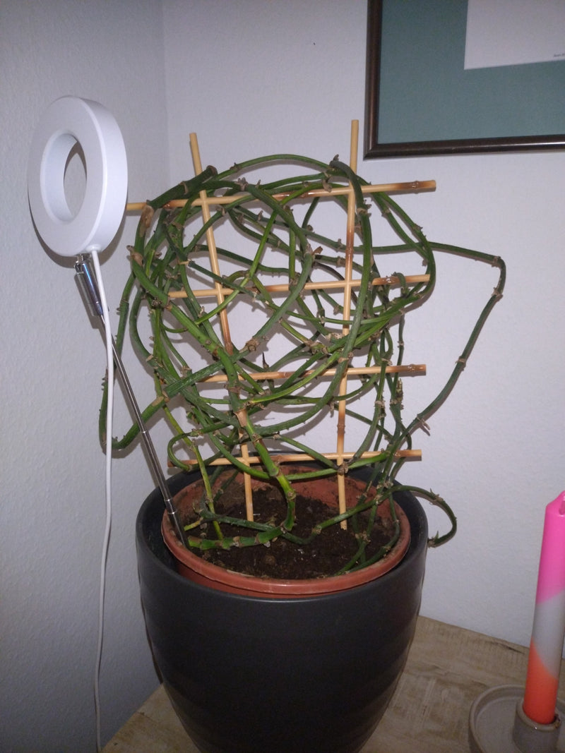 Efeutute — Bild 4