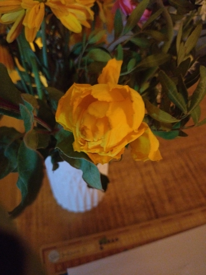 Rosen — Bild 1