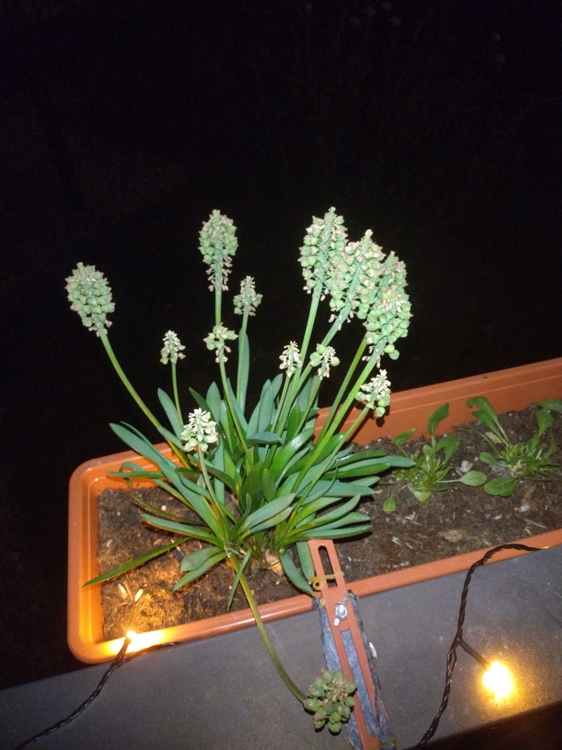 Armenische Traubenhyazinthe — Bild 1