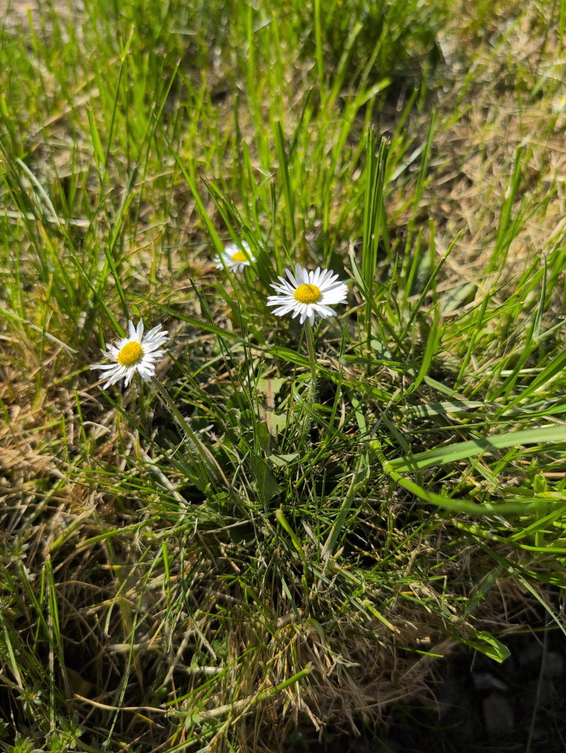 Tausendschoen — Bild 3