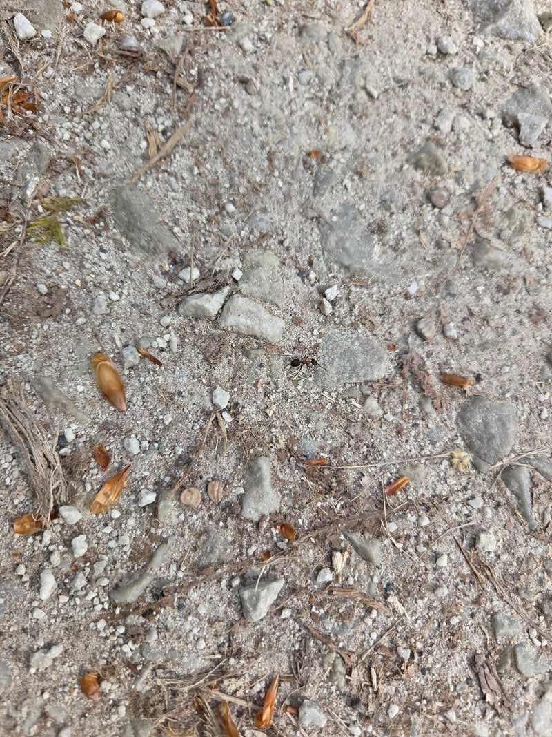 Rote Waldameise — Bild 5