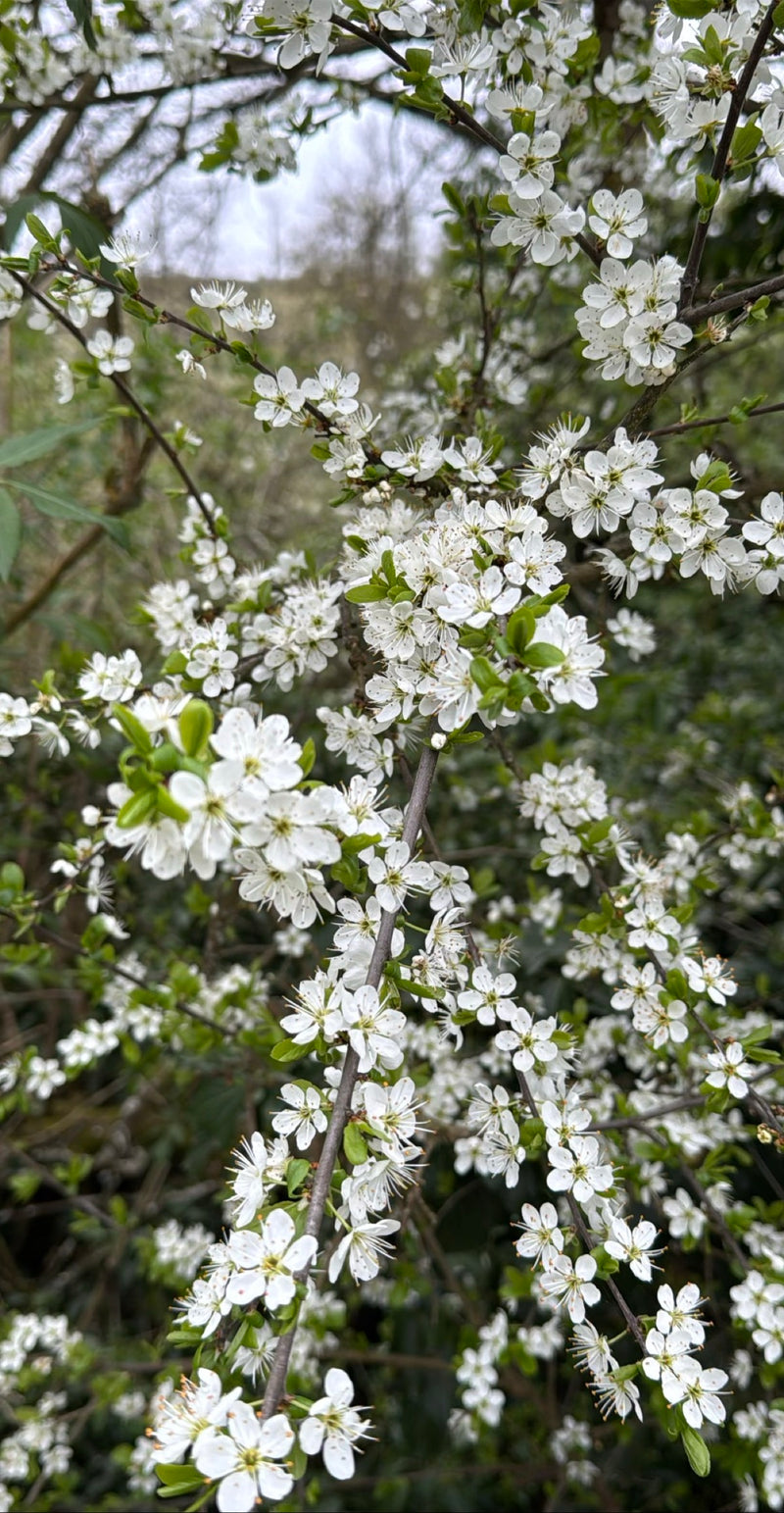 Schlehen — Bild 3