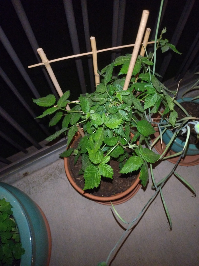 Himbeeren — Bild 3