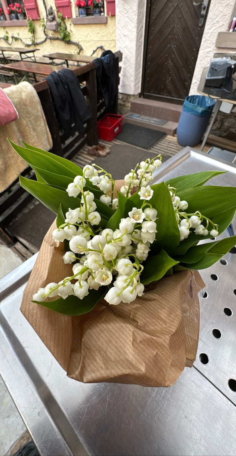 Maigloeckchen — Bild 2