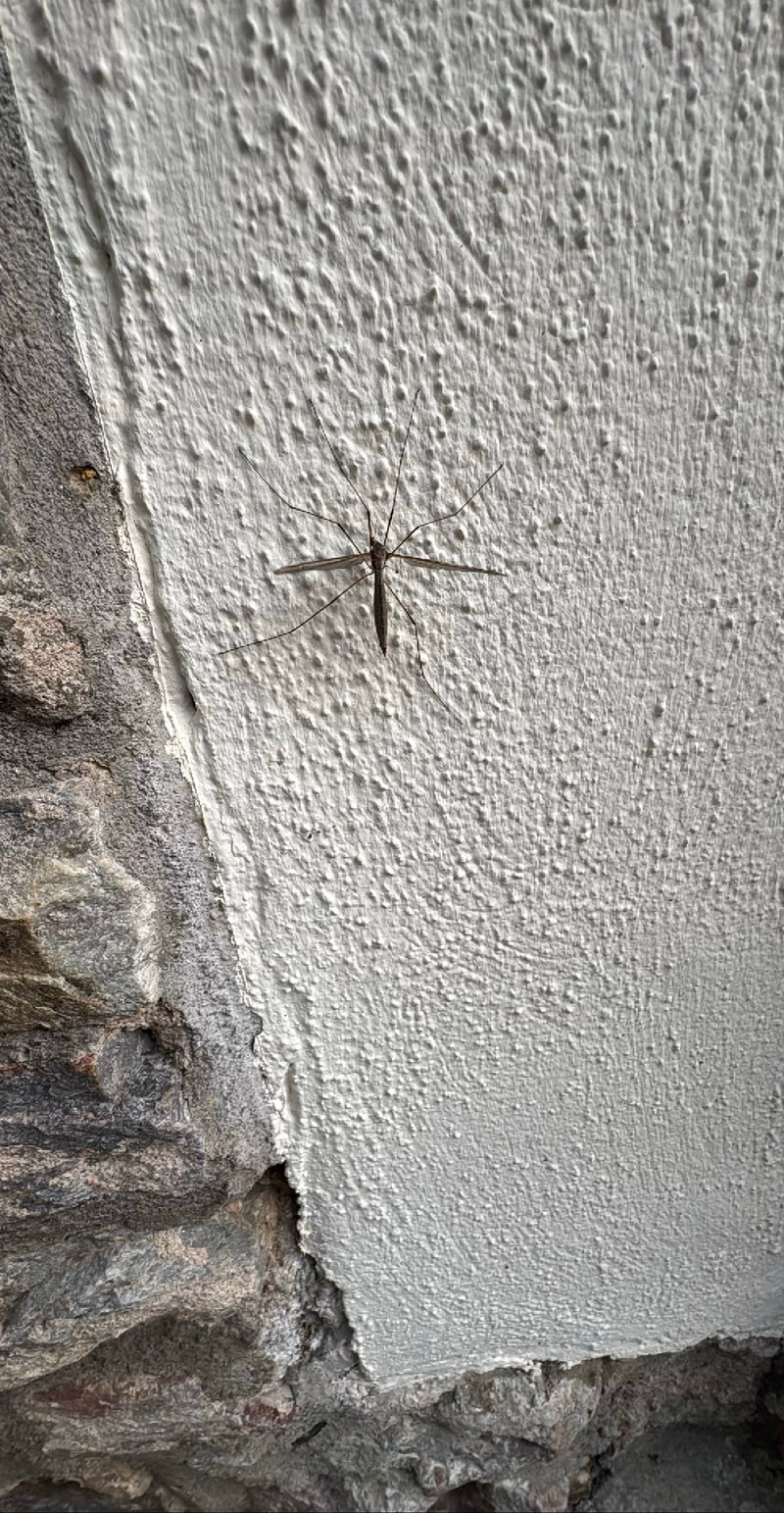 Kohlschnake — Bild 1