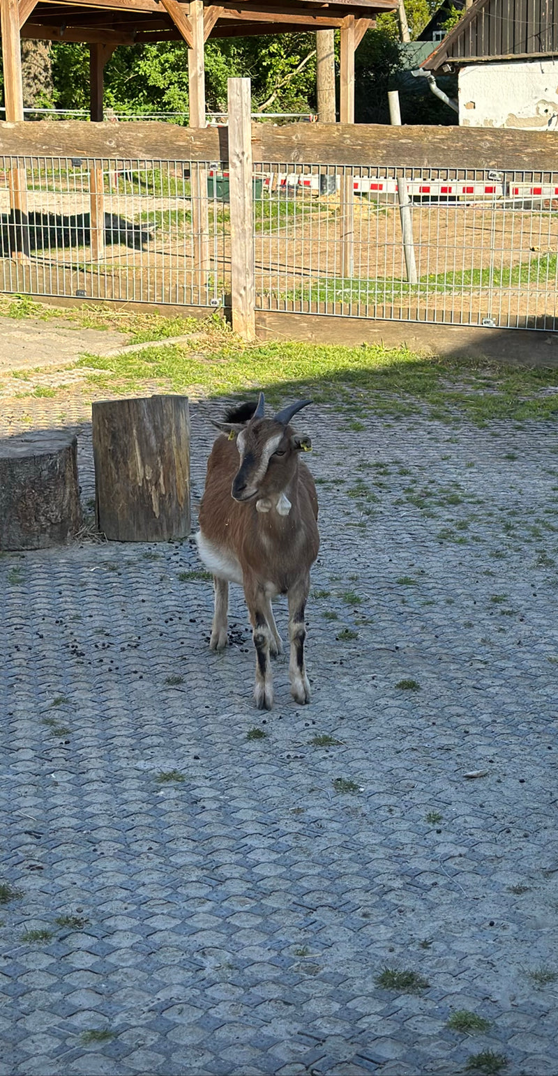 Hausziege — Bild 4