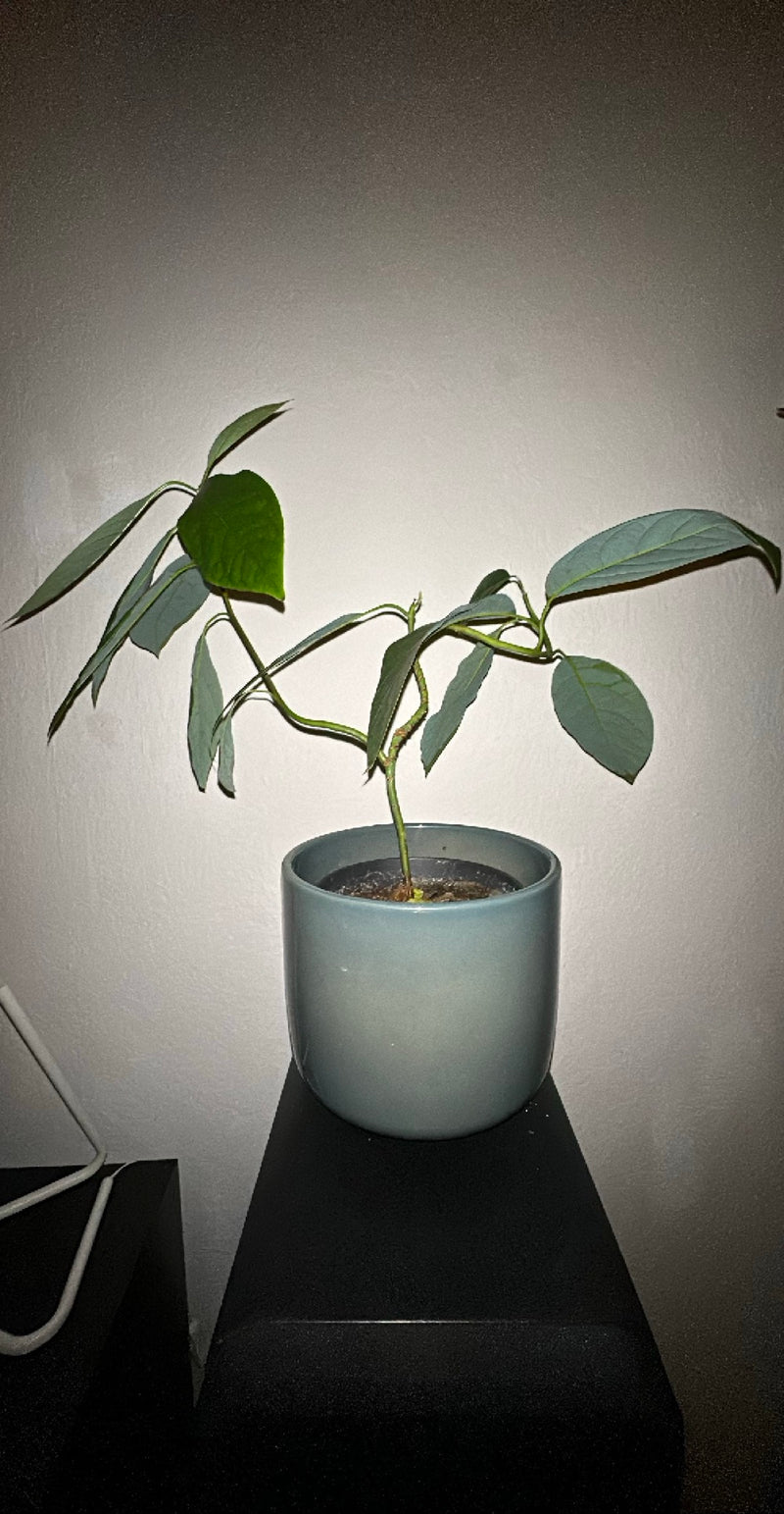 Avocado — Bild 1