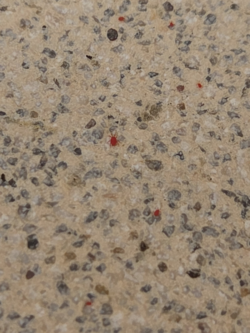 Mauer-Schnellläufer — Bild 3