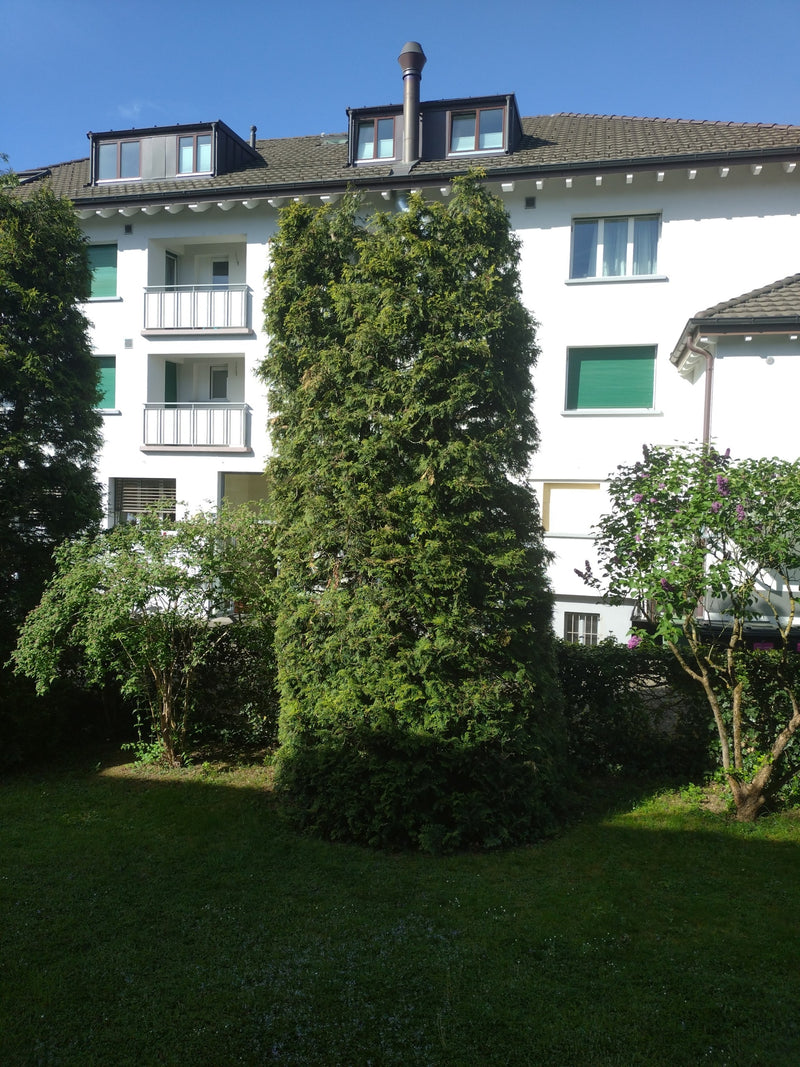Thuja — Bild 4