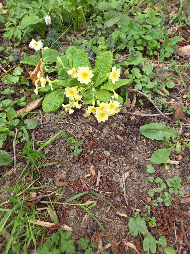 Stängellose Schlüsselblume — Bild 2