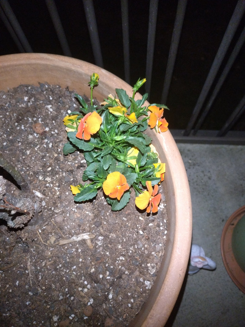 Hornveilchen — Bild 2