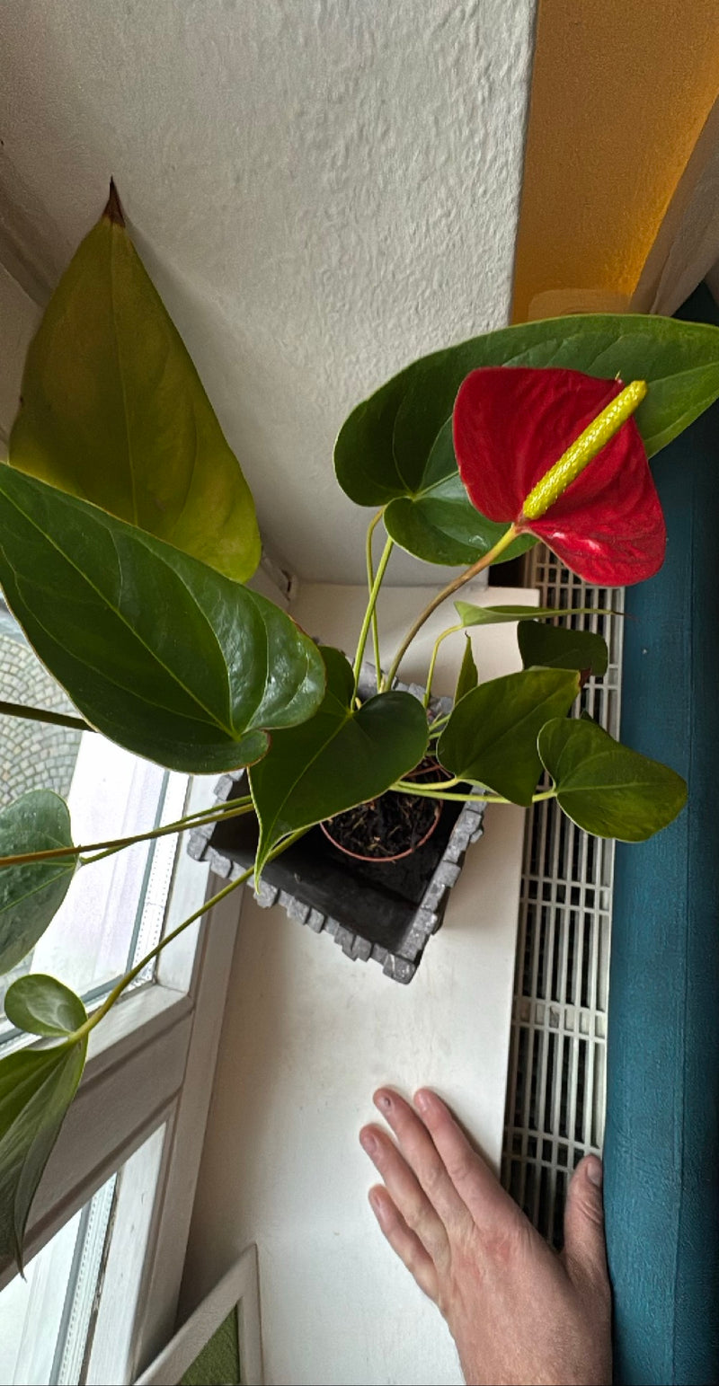 Große Flamingoblume — Bild 2