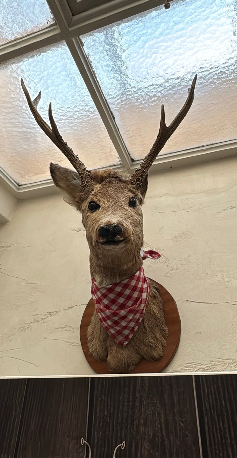 Das Reh ist die häufigste und kleinste Hirschart in Mitteleuropa. Männliche Tiere, sogenannte Böcke, tragen ein Geweih, das sie jährlich abwerfen und neu bil...